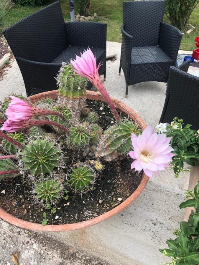 Il Girasole Lejlighed Castel Ritaldi Eksteriør billede